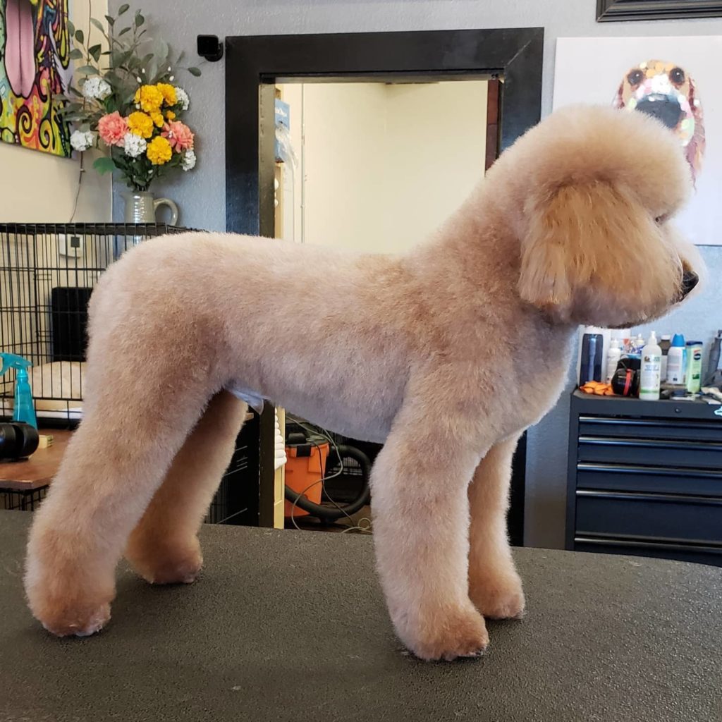 when should poodle puppy get first haircut